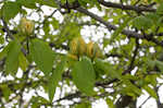 Cucumber tree